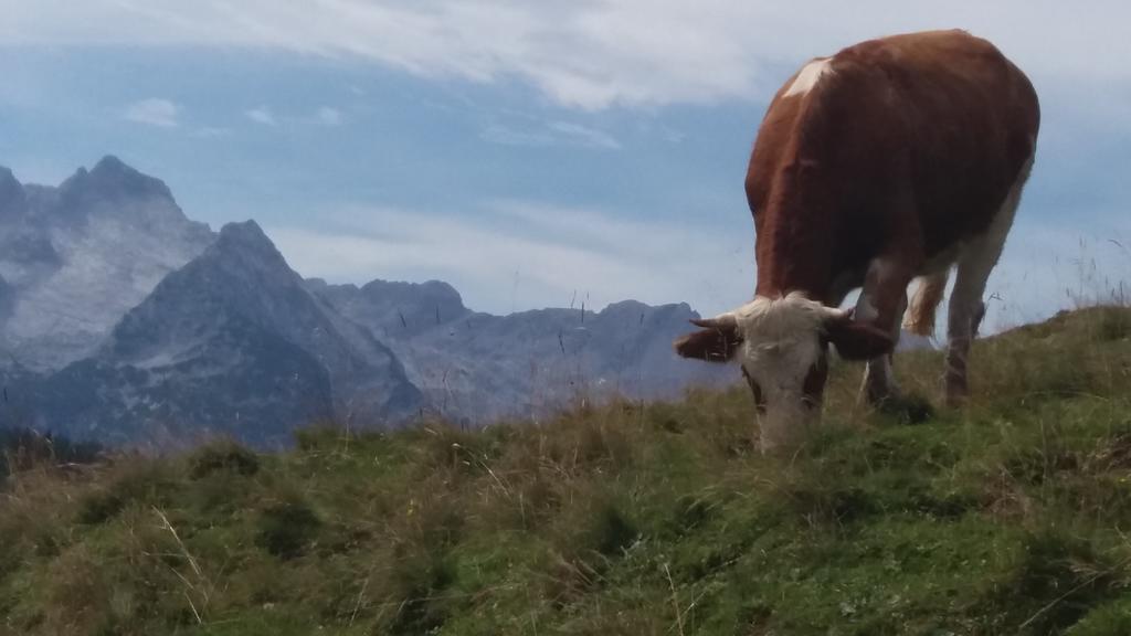 Appartamento Haus Alpengruss Lofer Esterno foto